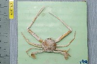 藏品(菲島狼牙蟹)的圖片
